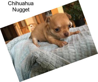 Chihuahua Nugget