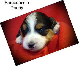 Bernedoodle Danny