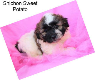 Shichon Sweet Potato