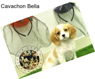 Cavachon Bella