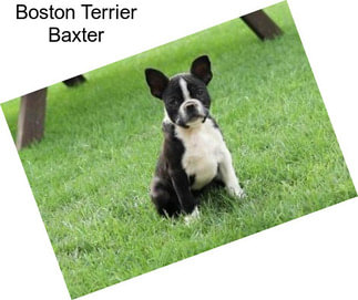 Boston Terrier Baxter