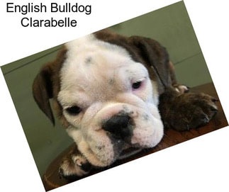 English Bulldog Clarabelle