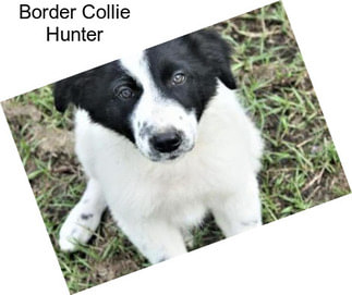 Border Collie Hunter