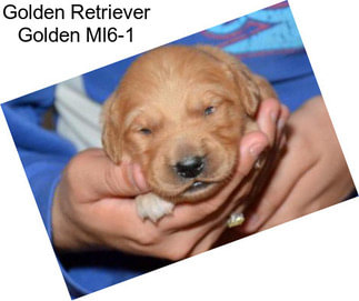 Golden Retriever Golden Ml6-1