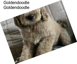 Goldendoodle Goldendoodle