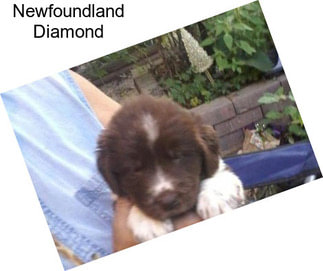 Newfoundland Diamond