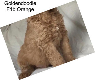 Goldendoodle F1b Orange