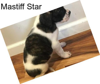 Mastiff Star