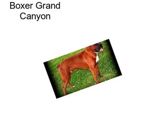 Boxer Grand Canyon