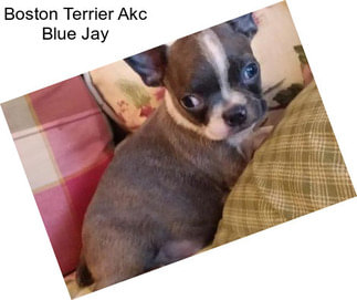 Boston Terrier Akc Blue Jay