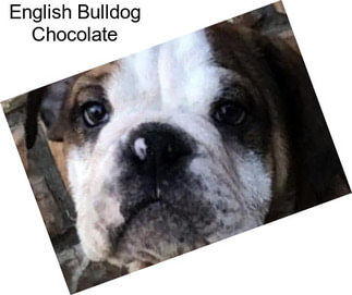 English Bulldog Chocolate