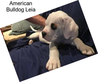 American Bulldog Leia