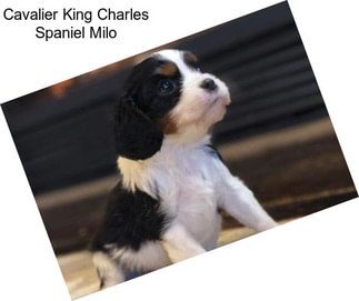 Cavalier King Charles Spaniel Milo