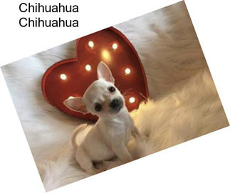 Chihuahua Chihuahua