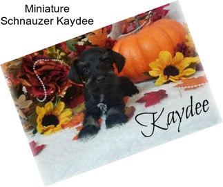 Miniature Schnauzer Kaydee