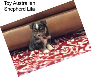 Toy Australian Shepherd Lila