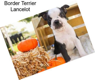 Border Terrier Lancelot
