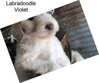 Labradoodle Violet