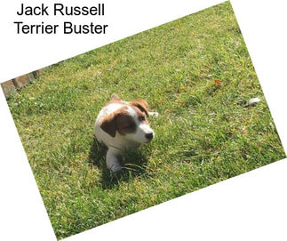 Jack Russell Terrier Buster