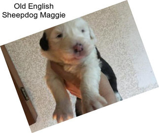 Old English Sheepdog Maggie