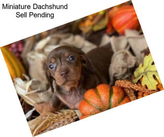 Miniature Dachshund Sell Pending