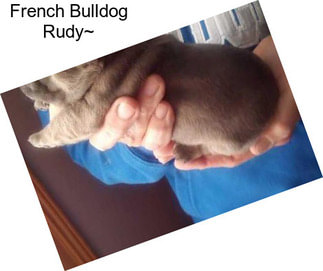 French Bulldog Rudy~