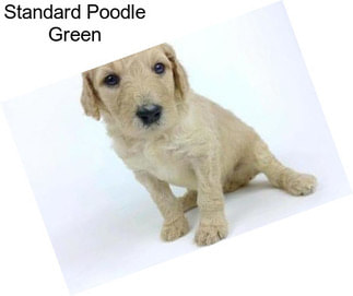 Standard Poodle Green