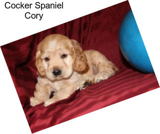 Cocker Spaniel Cory