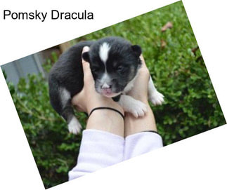 Pomsky Dracula