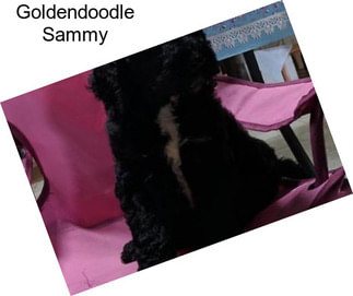 Goldendoodle Sammy