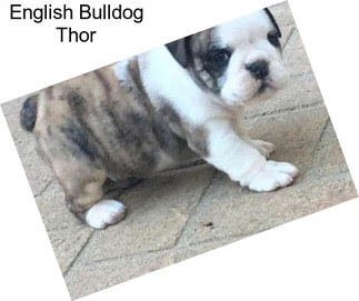 English Bulldog Thor