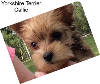 Yorkshire Terrier Callie