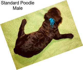 Standard Poodle Male