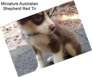 Miniature Australian Shepherd Red Tri