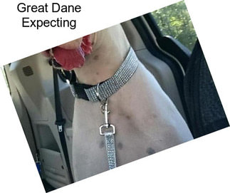Great Dane Expecting