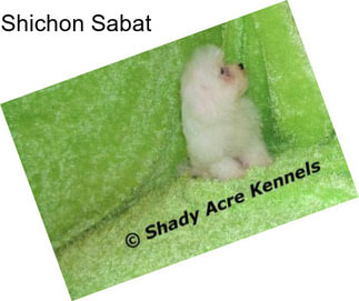 Shichon Sabat