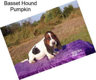Basset Hound Pumpkin