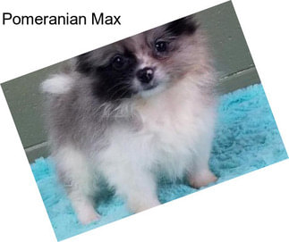 Pomeranian Max