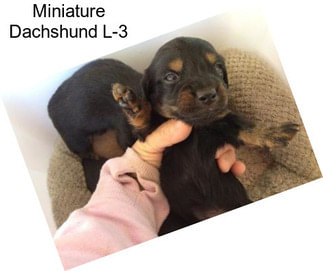 Miniature Dachshund L-3