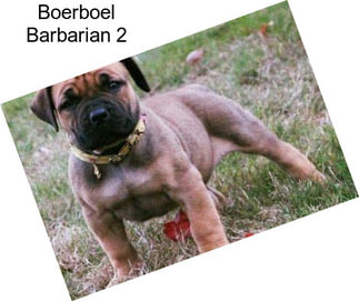 Boerboel Barbarian 2