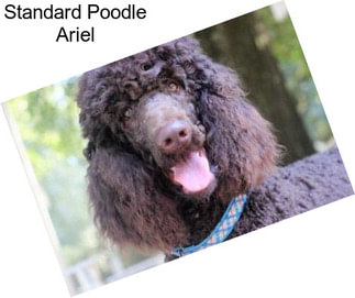 Standard Poodle Ariel