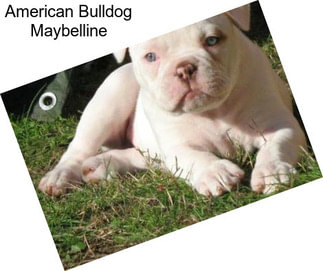 American Bulldog Maybelline