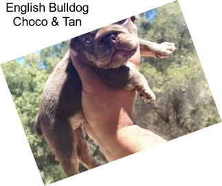 English Bulldog Choco & Tan