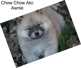 Chow Chow Akc Awnie