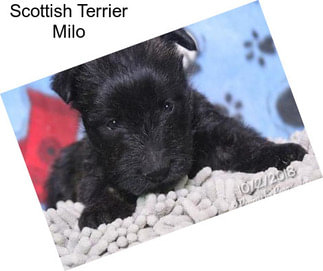 Scottish Terrier Milo