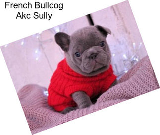 French Bulldog Akc Sully