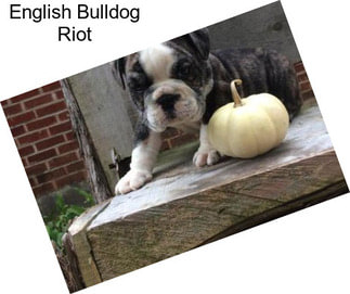 English Bulldog Riot