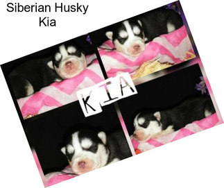 Siberian Husky Kia