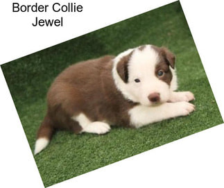 Border Collie Jewel