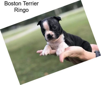 Boston Terrier Ringo